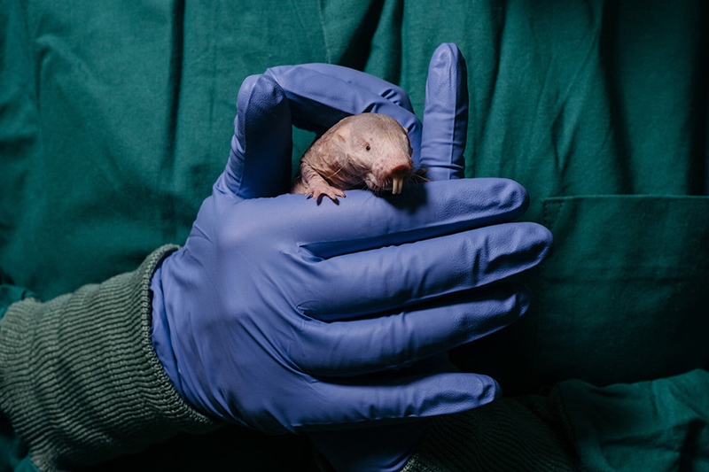 The Animal Translators