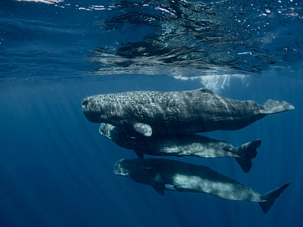Could We Chat With Whales?