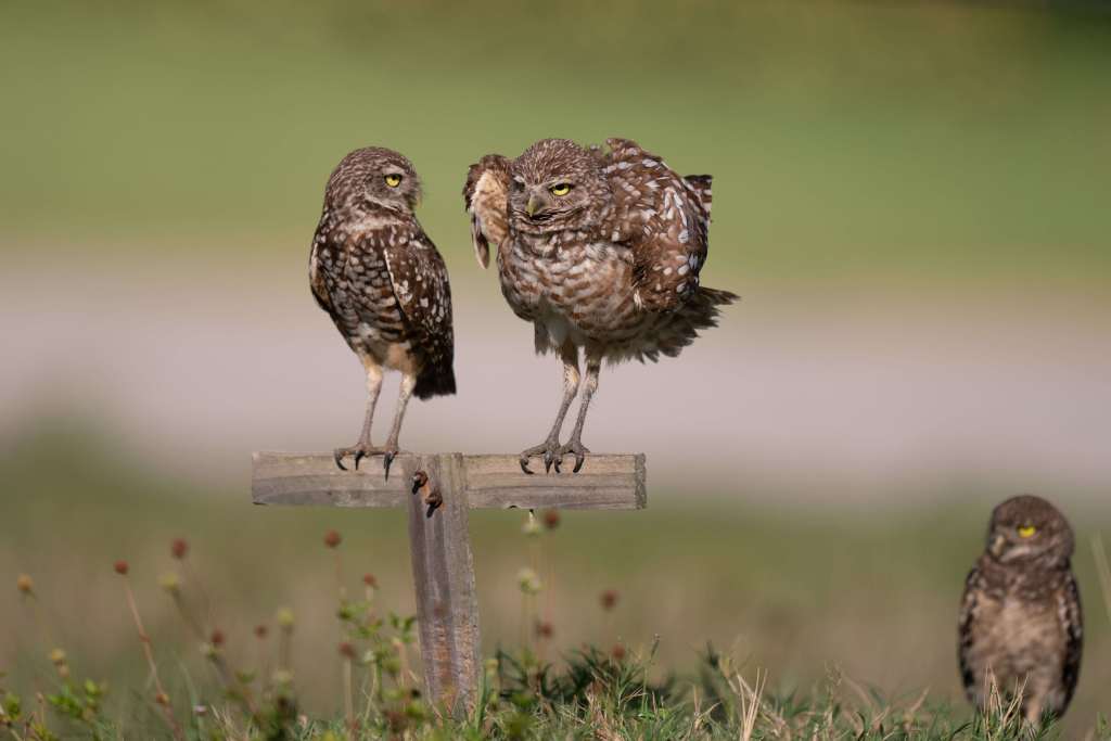 Using AI to Understand Animal Communication