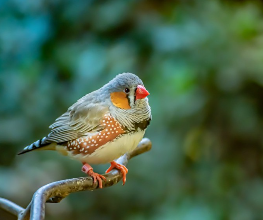 AI Could Make Us Conversant With Critters