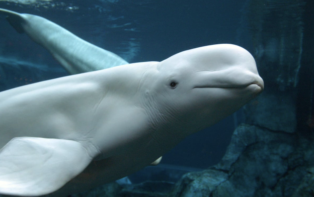 This Nonprofit Wants To Use AI To Understand Animal Communication–And Two Billionaires Are Backing It