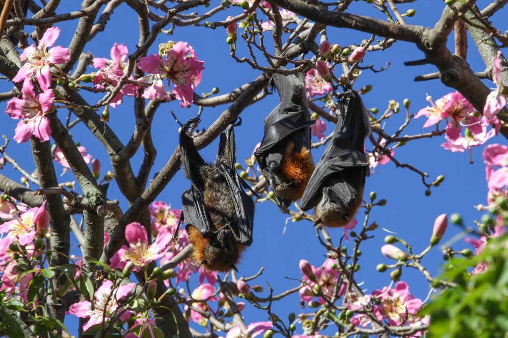 Introducing NatureLM-audio: An Audio-Language Foundation Model for Bioacoustics