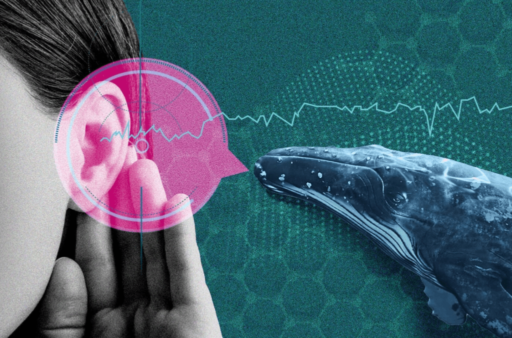 AI Is Deciphering Animal Speech. Should We Try to Talk Back?