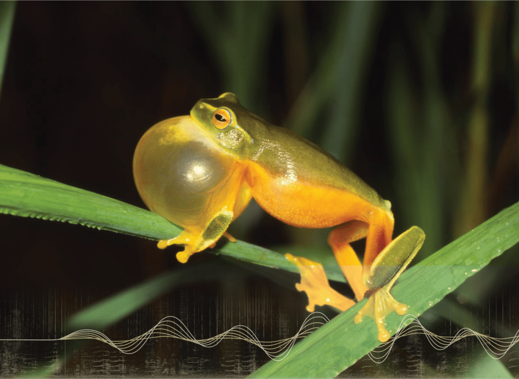 Listening for Frogs at Scale: How FrogID Evaluated NatureLM-Audio on Real-World Data