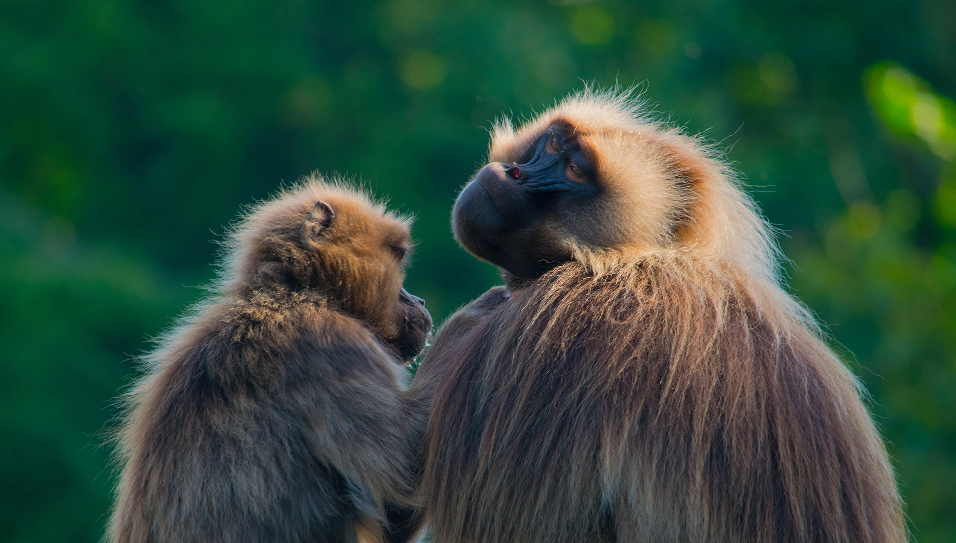 Gelada monkeys groom each other