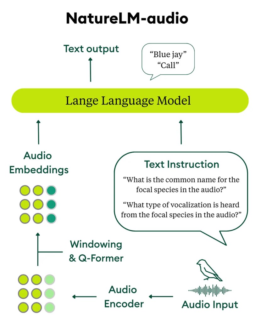 Architecture diagram of NatureLM-audio: audio input passes through an Audio Encoder and Windowing and Q-Former to produce Audio Embeddings, which feed into a Large Language Model alongside a Text Instruction to generate text output such as 'Blue jay' or 'Call'.