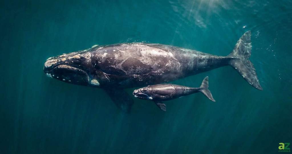 What Are Animals Saying? AI May Finally Tell Us