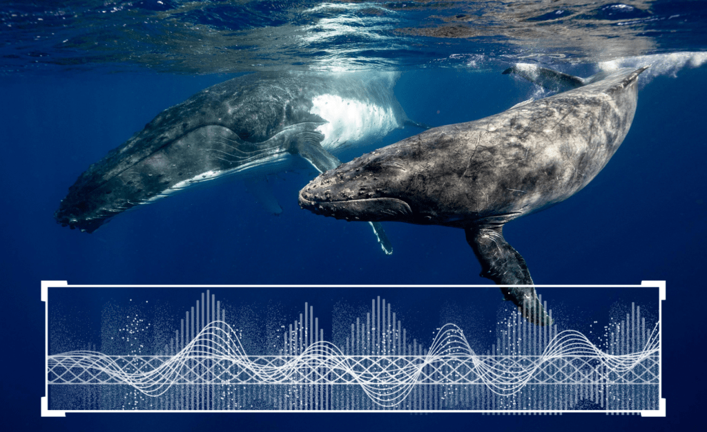 Animal Language Processing: An AI Convergence In Animal Communication