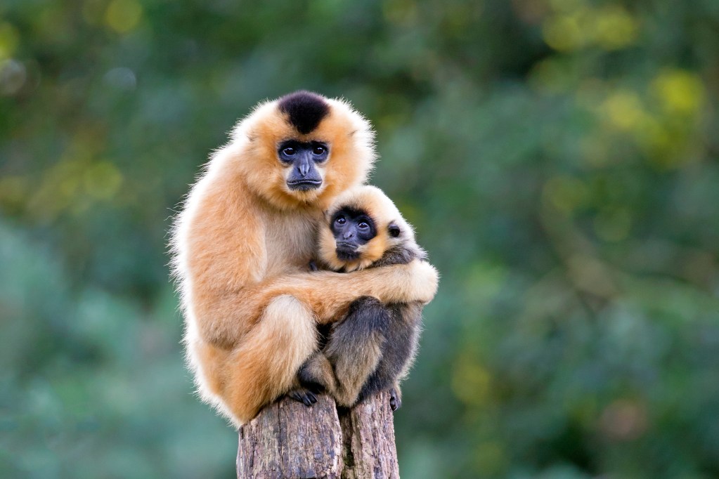 Can AI Reveal What Wild Animals Are Saying?