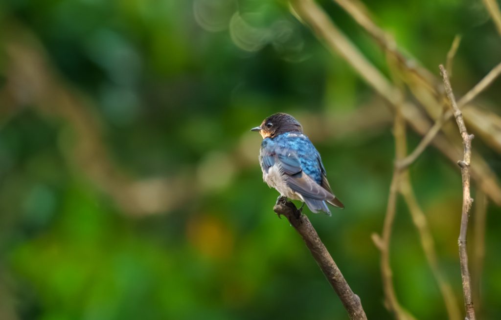 Animal talk: How AI is helping us understand other species