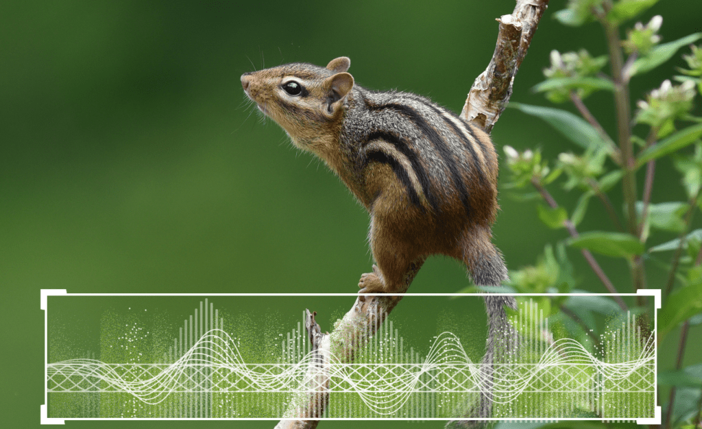 Introducing alp-data: A Shared Data Layer for Animal Language Processing