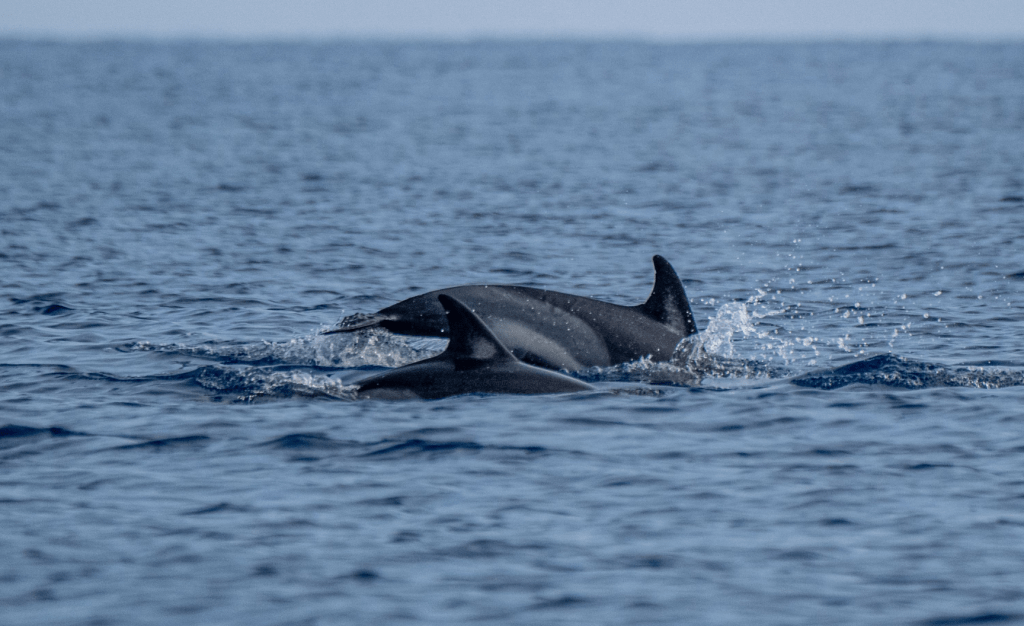 Meet the Researchers Unlocking the Future of Animal Communication Research