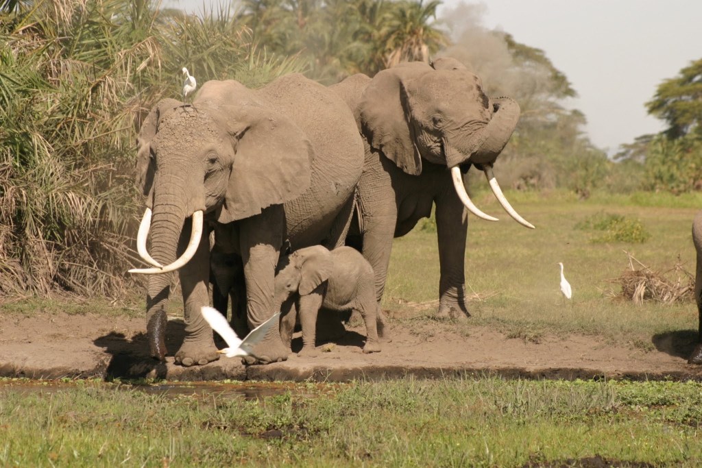 A family of three elephants, including a baby, standing in a grassy area with palm trees in the background. A white bird is perched on the back of one of the adult elephants, while another bird is flying nearby.