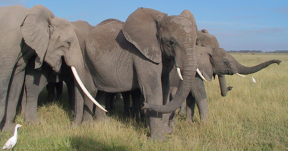 A group of elephants standing in a grassy field, with one elephant prominently displaying its trunk and tusks. A white bird is visible on the ground nearby.