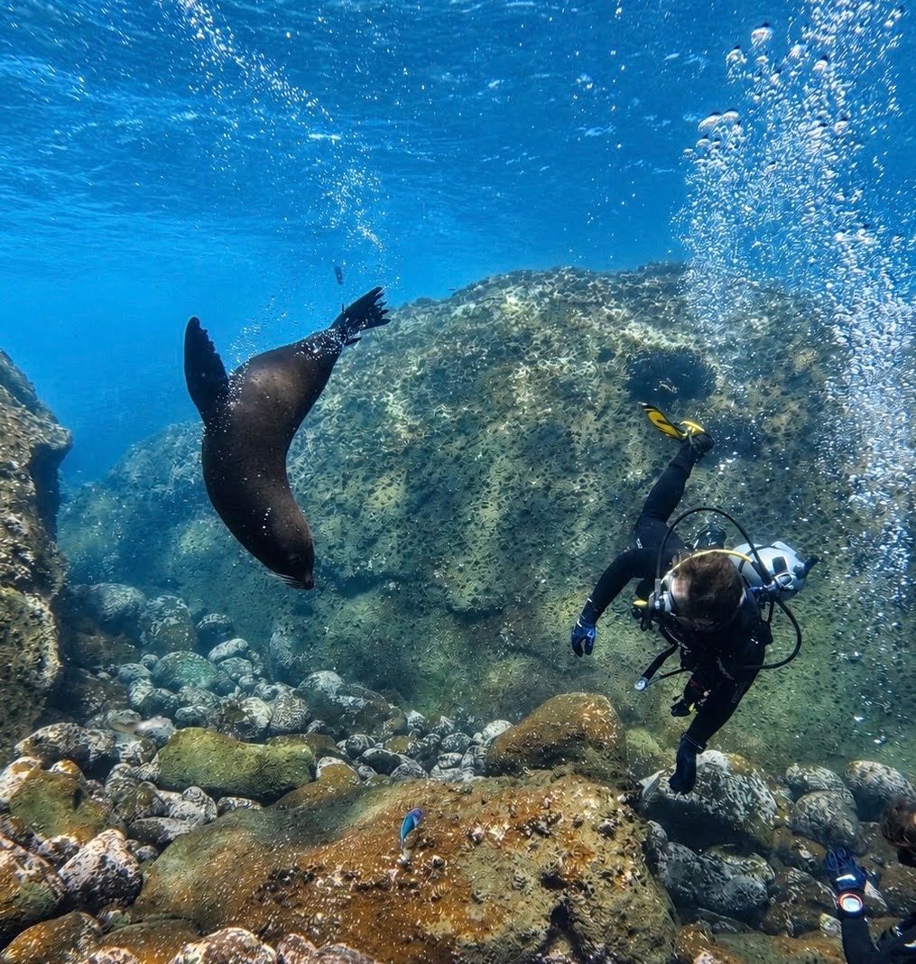 An underwater scene featuring a sea lion swimming near a diver, surrounded by rocks and bubbles in clear blue water.