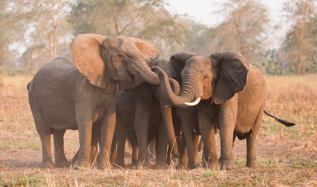 Scientists are decoding elephant rumble calls, including ‘greetings’ and ‘coos’—hear them