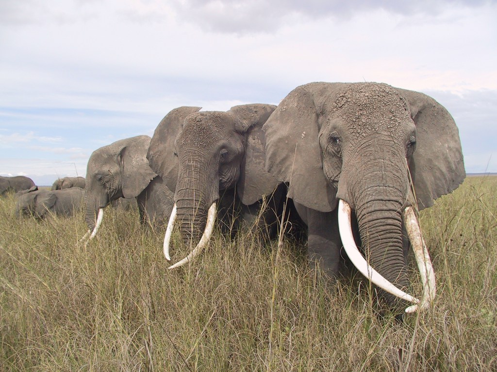 Elephants may ‘rumble’ their way to agreement