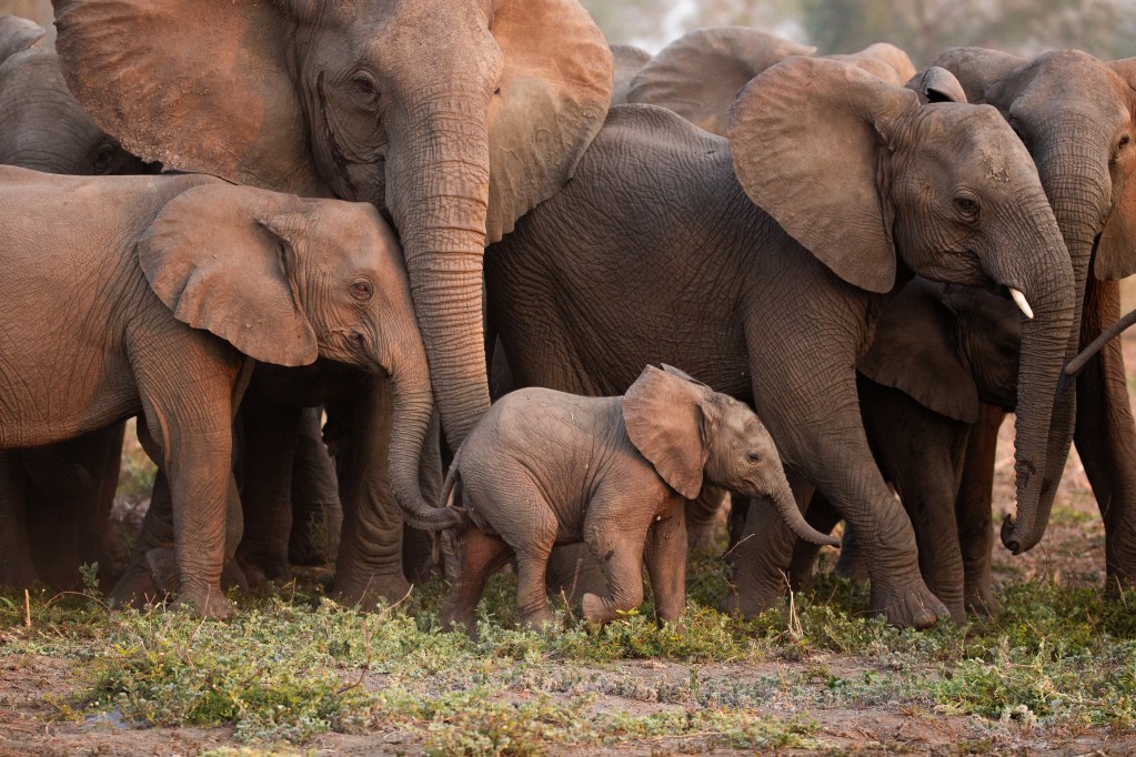 Elephants imitate each other when they produce deep rumbling sounds