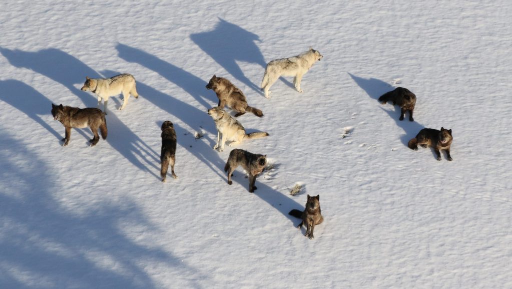 A group of wolves of various colors standing and resting in a snowy landscape, casting shadows on the snow.